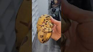 Genetic monster 😙👌 #pythonregius #pet #royalpythons #exotics #python #snake #colorful #pets #shorts