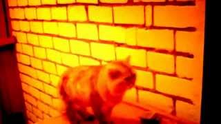 Useful Cat tricks performed by Lord