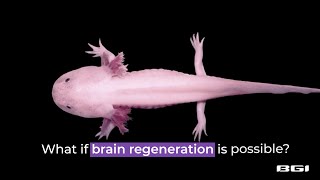 First-ever Axolotl Stereo-seq reveals brain regeneration insights | BGI Gene Test