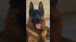 Regal & Alert: Powerful German Shepherd Portrait on a Rustic Backdrop