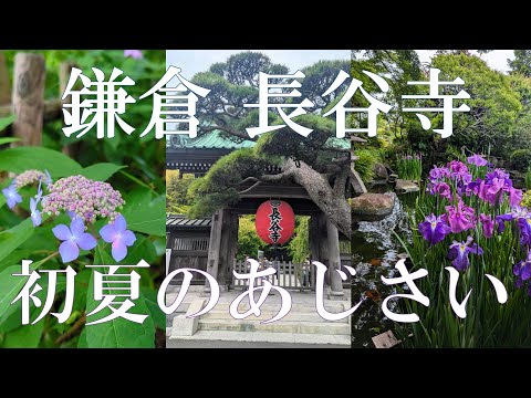 【鎌倉散歩】初夏の長谷寺｜紫陽花｜しらす丼｜緑に癒される🌿