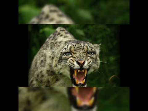 how many snow leopard are in Pakistan#shortsfeed #viralshort