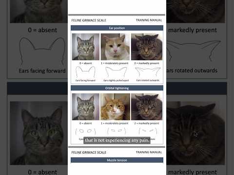 How to tell if your cat is in pain