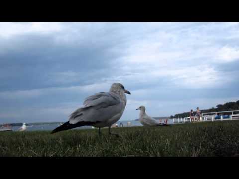Brave Seagull