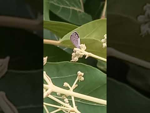 Butterfly eating nector from the flower