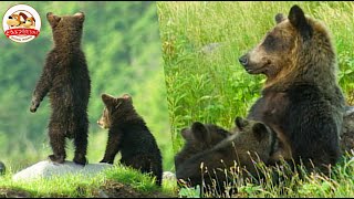 【貴重映像】北海道の秘境に暮らすヒグマの母子に2年間密着！急に子供が行方不明で母はパニック！他のヒグマと遭遇で一触即発!?【どうぶつ奇想天外／WAKUWAKU】