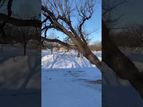 Dropping Oak with heavy side lean into an open field #arborist #shorts