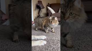iPhone hack to clean your lens #iphone #iphonehacks #dog #dogvideo