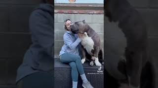 Pitbull_life_american bully xl loving owner #shorts