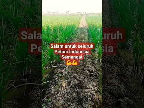 petani makmur