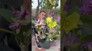 My outdoor Cattleya hybrids #orchidslover #flower #orquideas #orchid