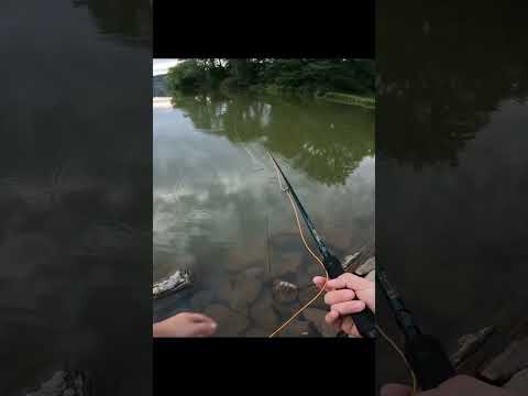 Fly fishing 3rd person pov!🎣🔥 #shorts