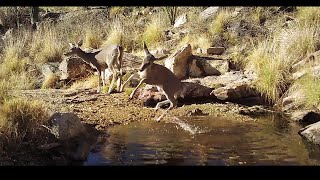Deer zoomies