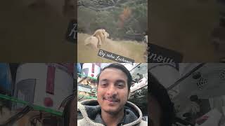 #lion #animals #love #attitude #funny #myfirstvlogkaisehua #asiancapital #comedy #howtoearnmoneyin