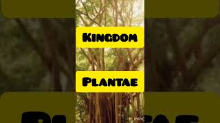 Botanical name of Banyan tree| Marri chettu|మర్రి చెట్టు