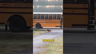 Dog Takes Kids To School ❤️