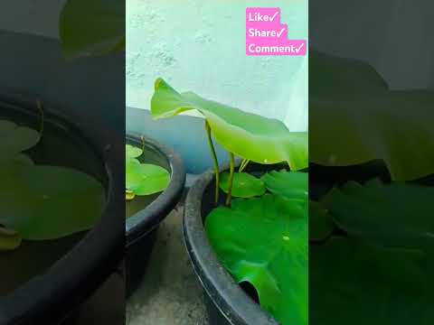 Lotus plant #lotus #waterflower #chadbagan #flowers