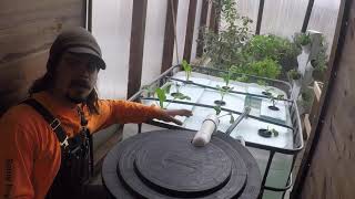 Aquaponics: Biofiltration: ABC Acres - Episode #162