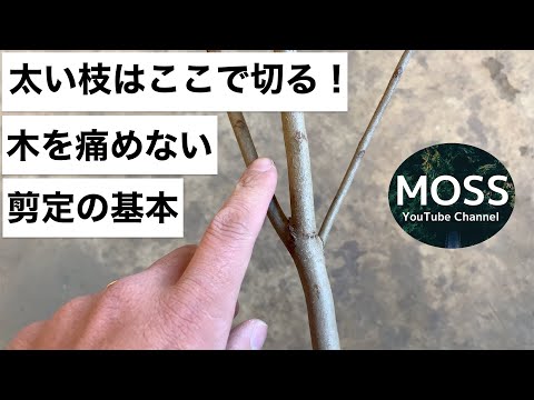 太い枝の剪定位置【ブランチカラーを残して切る】