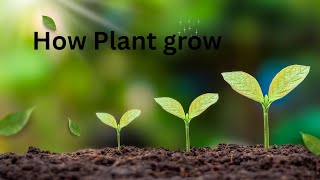 How Plants Grow for Kids |  Educational Video