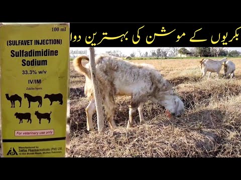 بکریوں کے موشن کی بہترین دوا سلفاڈیماڈین || جانوروں کی ریک کی بہترین دوا