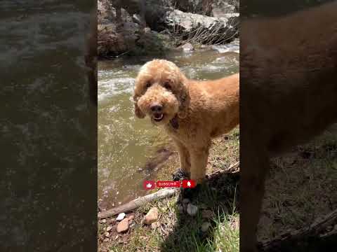Happy Dog! #happy #dog #explore #viral #views #arizona