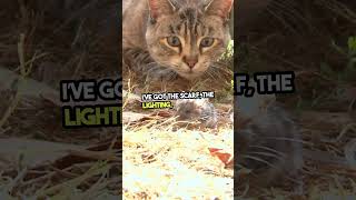 Can This Cat Recreate a Classic Art Masterpiece? #Shorts