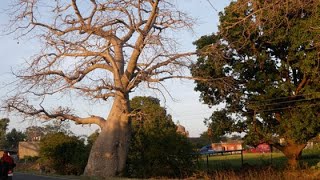 The Baobab Trees of Mandu