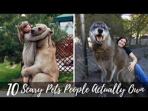Top 10 Scary Pets People Actually Own