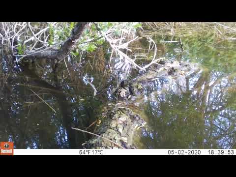 Water shrew camera trap capture from Svetlana Greton!