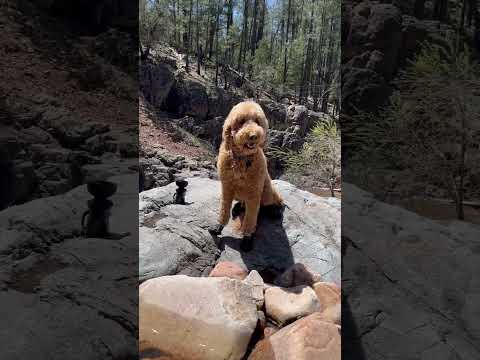 Fluffy Dog at His Happy Place! AZ Goldendoodle #viral #views #explore #arizona