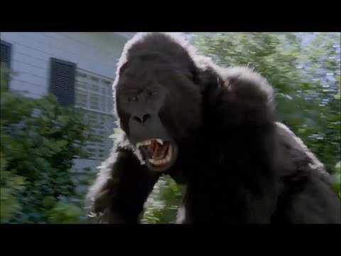 Don't Get Body Slammed by a Lowland Gorilla 【DIRECTV®】