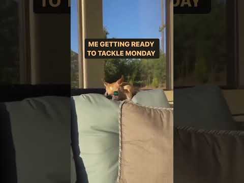 Starting the week like a boss! 😆🐶☀️😎 www.easypeasyfunnels.com #easypeasyfunnels