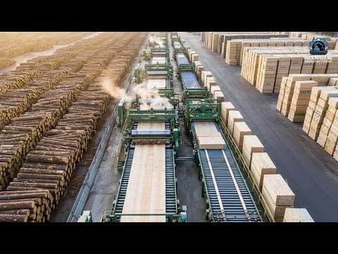 How Plywood Is Made in Mega Factories 🏭 | Inside the Massive Plywood Manufacturing Proces