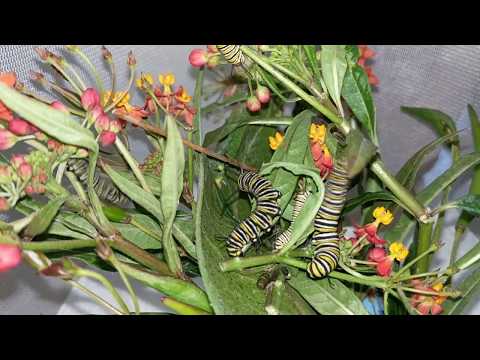 Monarch Caterpillars Eating Time-Lapse