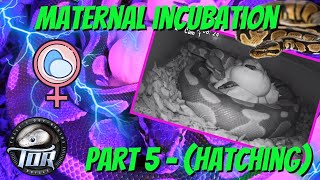 Maternal Incubation part 5 - (Hatching)