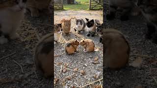 Who is the stronger hamster? #animals #funny #cute