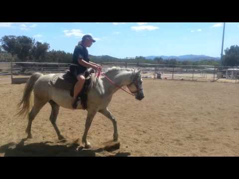Andalusian Arab cross gelding
