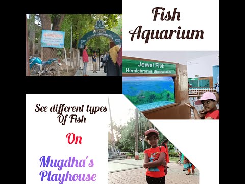 Fish Aquarium #Sidhharth Garden #Aurangabad.#Attractive place  for kids