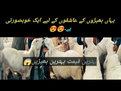 New update lalukhait maweshi mandi karachi|| Bestest rates goat's and sheeps