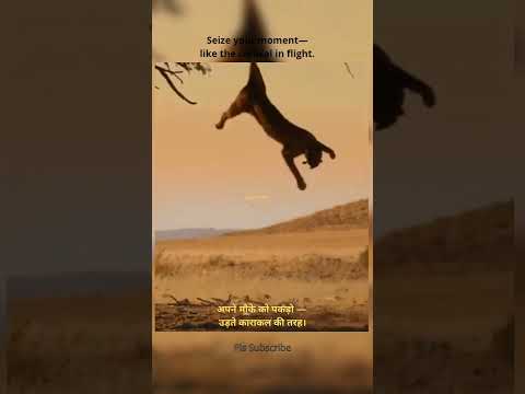Seize your moment—like the caracal in flight."🐾💥#shortvideo #viral #jaispiration #motivation