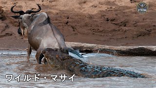 マサイマラの野獣たち | 大移動の完全ドキュメンタリー - 動物ドキュメンタリー