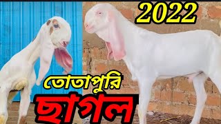 তোতা পুরি ছাগল/তোতাপুরি ছাগলের বাচ্চার দাম/বিটল ছাগল/আসামে সবচেয়ে বড় উন্নত জাতের ছাগলের খামার/2022