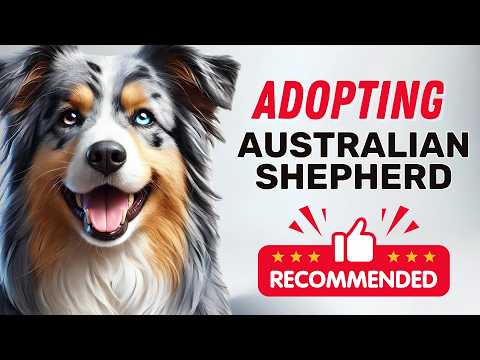 Adopting an Australian Shepherd: Why It's the Best Choice!