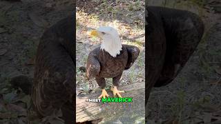 I Found an Eagle That Fights for Freedom EVERY 45 SECONDS—You’ll Be Shocked! #freedom #usa #freedom