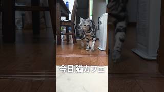 猫カフェで浮気がバレると、飼い主はこうなります。#猫 #まるも #浮気