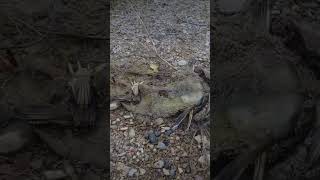 #nature #timelapse #lifecycle #earth #creepy #ecoadventures #ambient #insects #bio