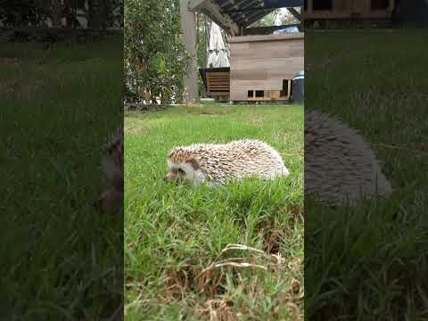 Hedgehog Moments part 43 #hedgehog #cuteanimal #cute #cutepet #foryou