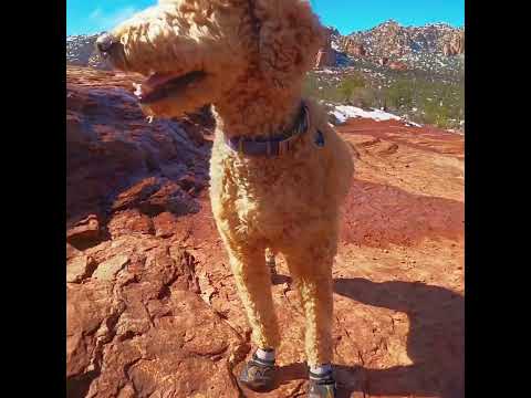 Are Dog Hiking Shoes Worth It? #dog #explore #arizona #funny #golden