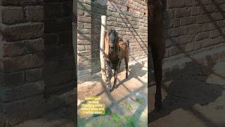 #goat #short video Dinajpur farming #dinajpur #bangladesh #farmofbangla #ছাগলেরদাম